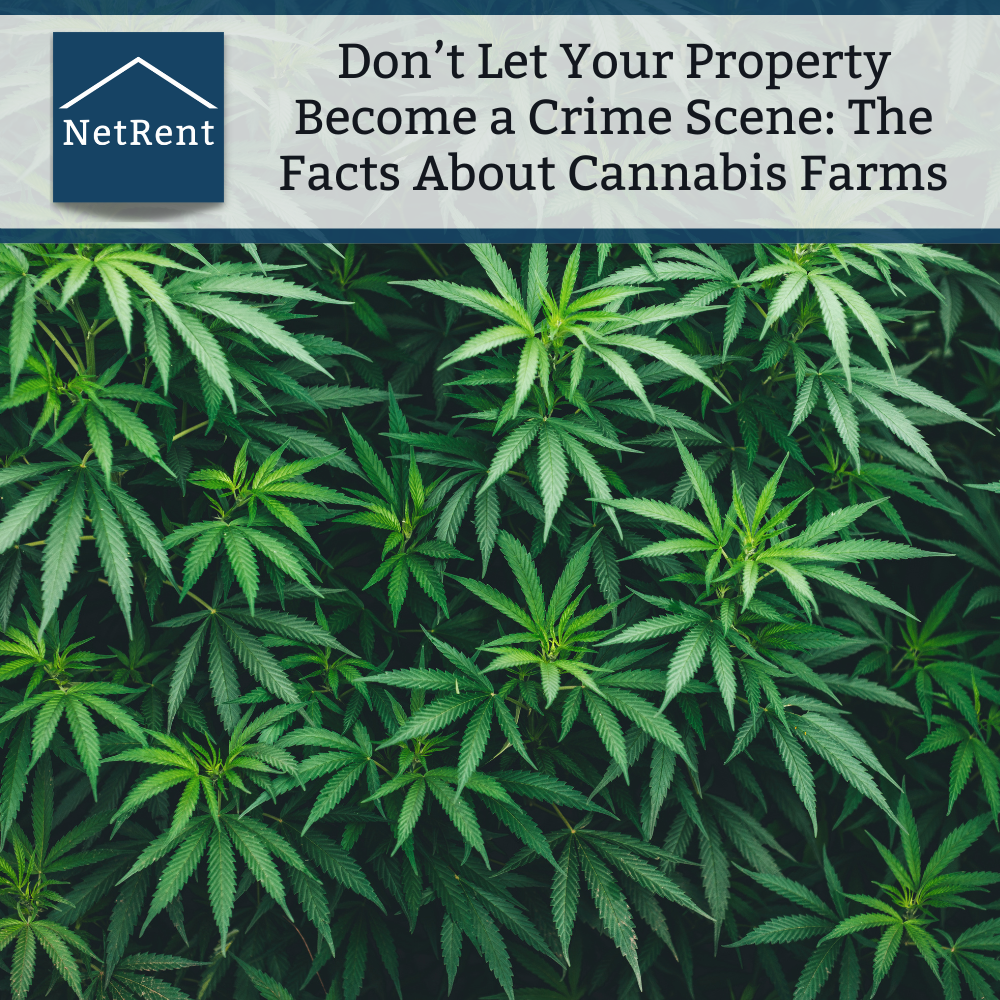 Don’t Let Your Property Become a Crime Scene: The Facts About Cannabis Farms