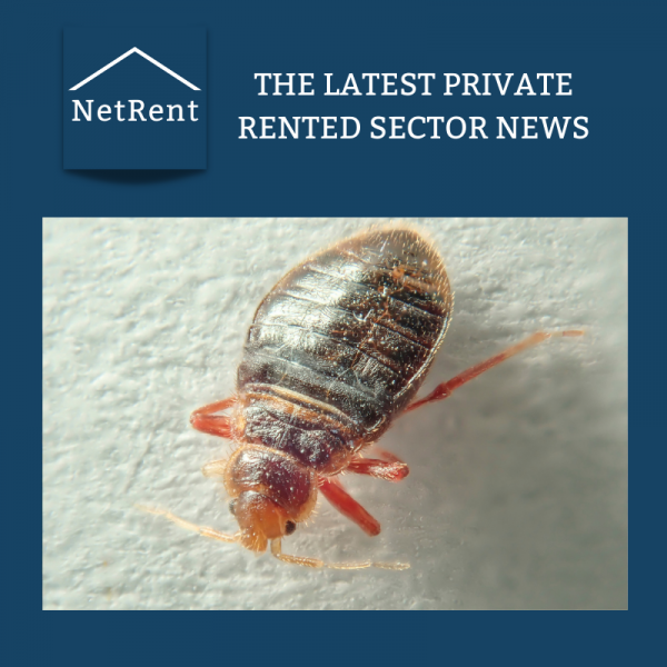 How to deal with common household pests NetRent