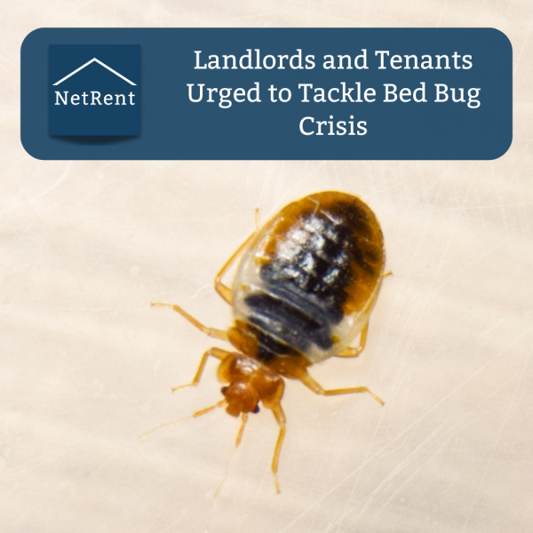 Landlords and Tenants Urged to Tackle Bed Bug Crisis NetRent