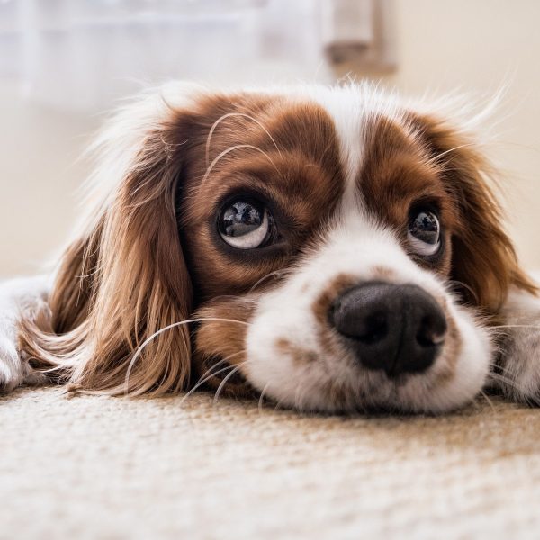dog-2785074_1920