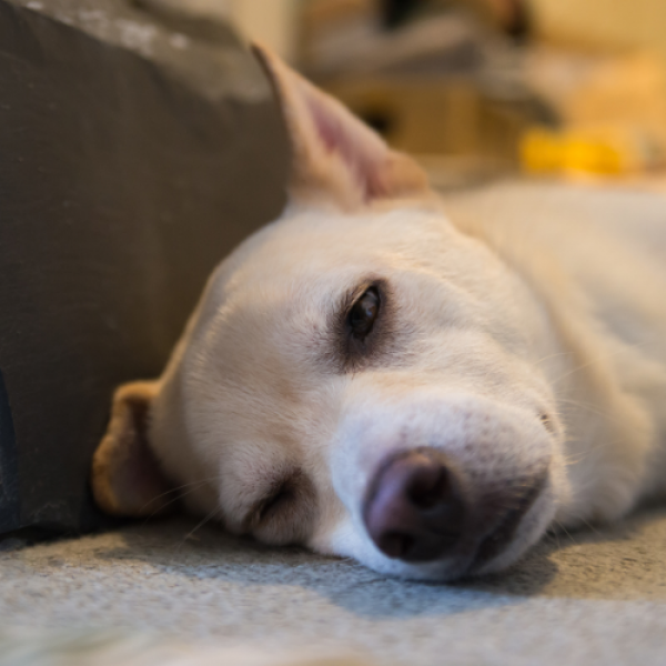 pet (1)